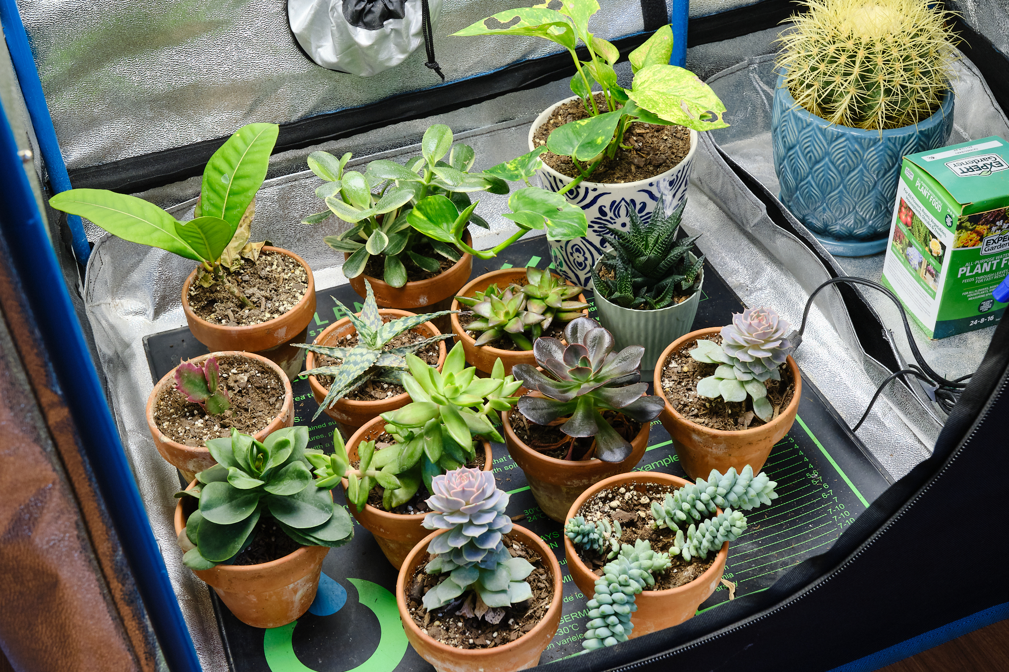 2026 Succulents Seem To Be Doing Alright